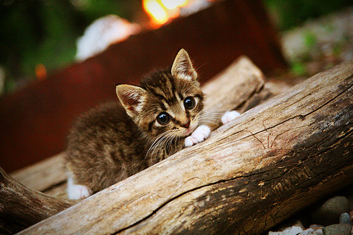 球员平均年龄约23.5岁,年轻阵容为主,足球球员平均年龄