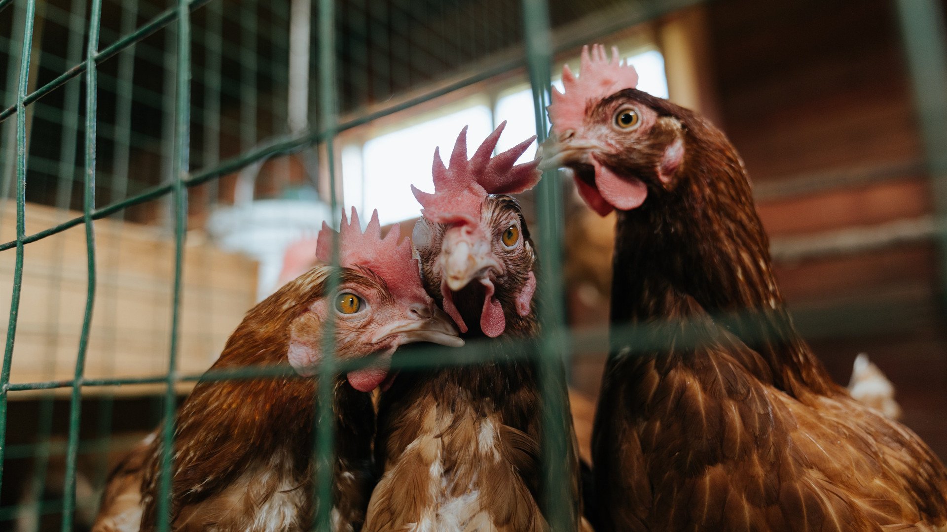 亚洲杯国足战平 球迷反响较为理性,亚洲杯国足赛程表